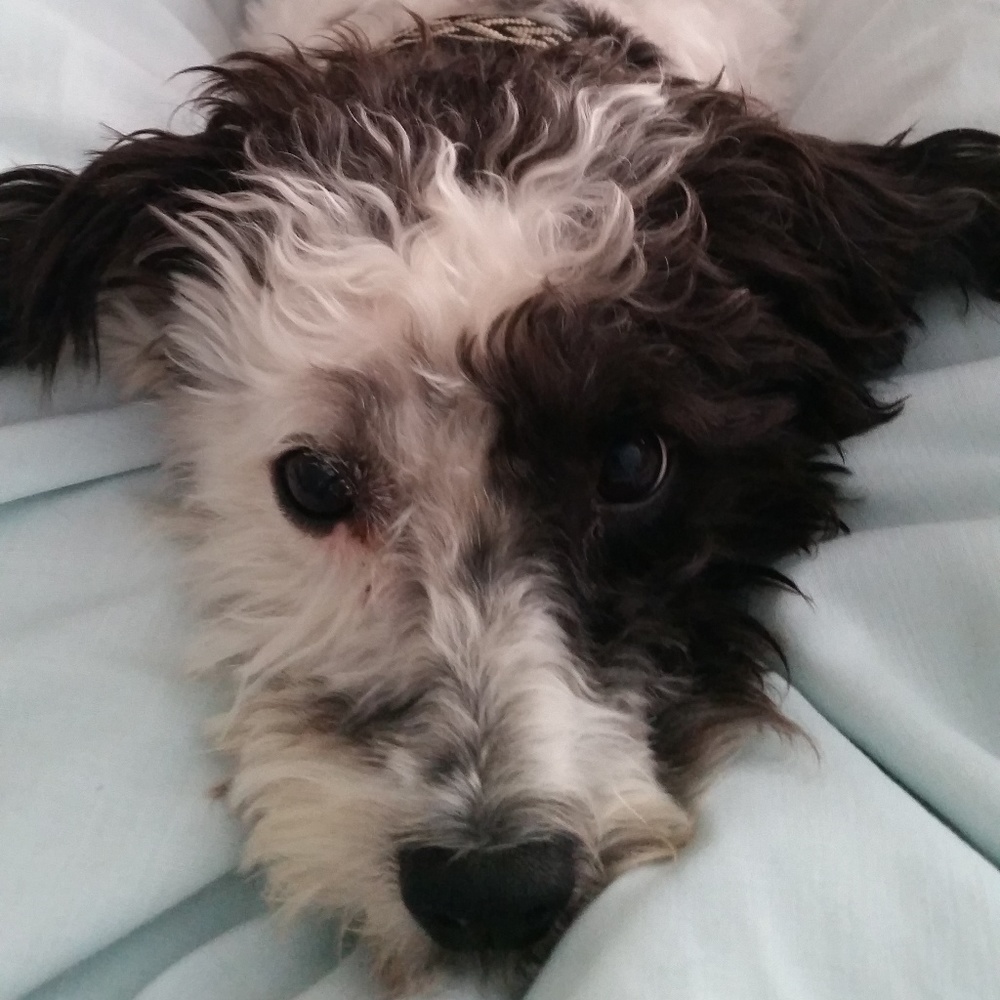 Meet your Posher, Lisa